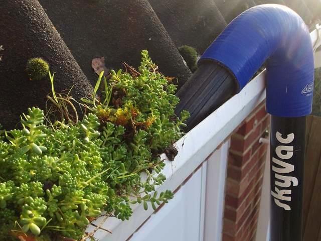 Gutter  Before Cleaning