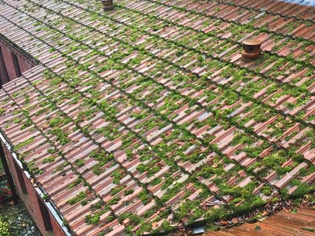 Roof  Before Cleaning
